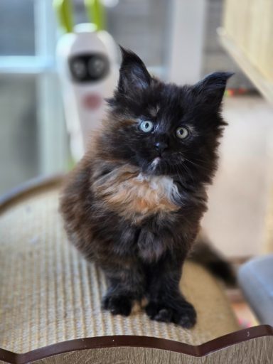 Black tortie poly female