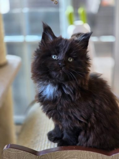 Black w White poly male