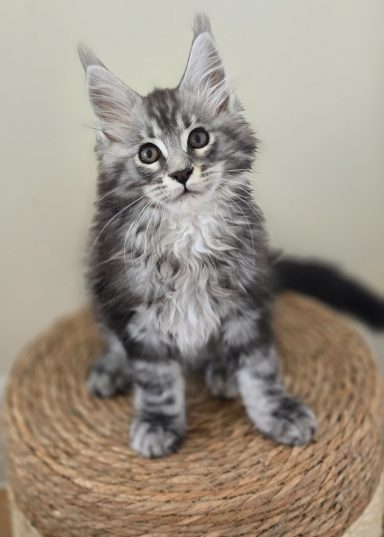 💙Black Silver male